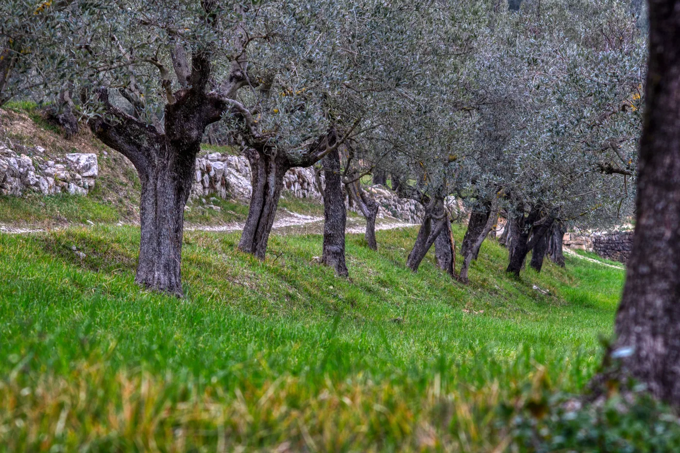 Mature olive trees on a terraced lawn beside a stone wall